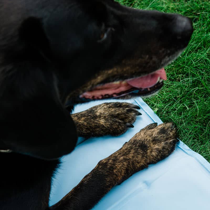 Hund auf Cool Mat