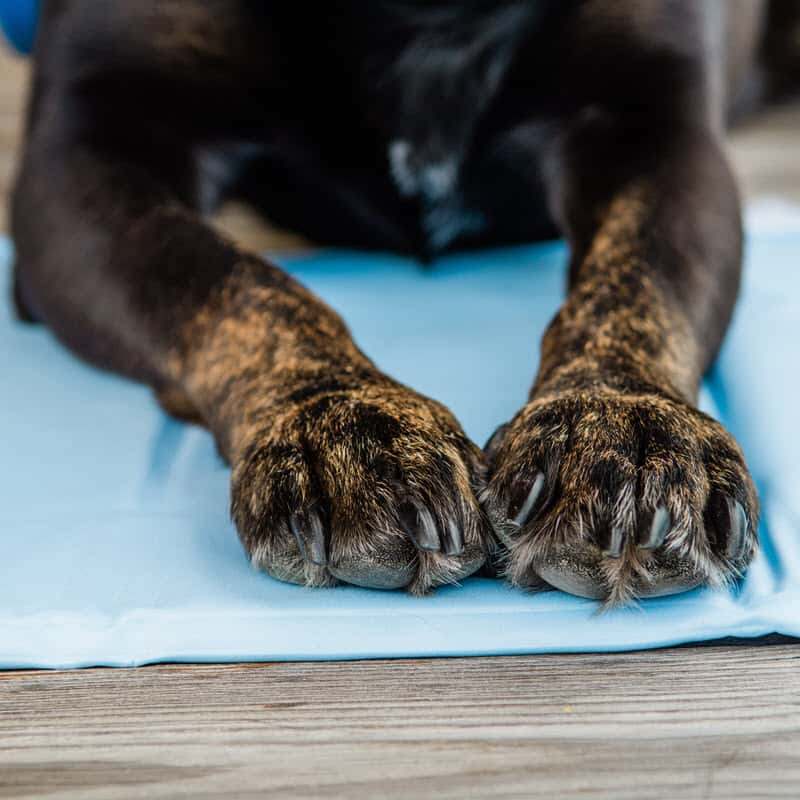 Hund auf Cool Mat