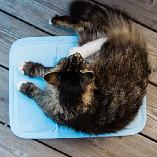 Kühlmatte CoolMat für Katzen