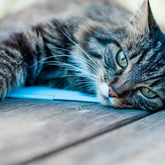 Kühlmatte CoolMat für Katzen