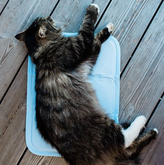 Kühlmatte CoolMat für Katzen
