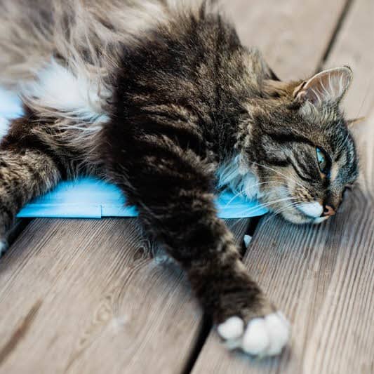 Kühlmatte CoolMat für Katzen